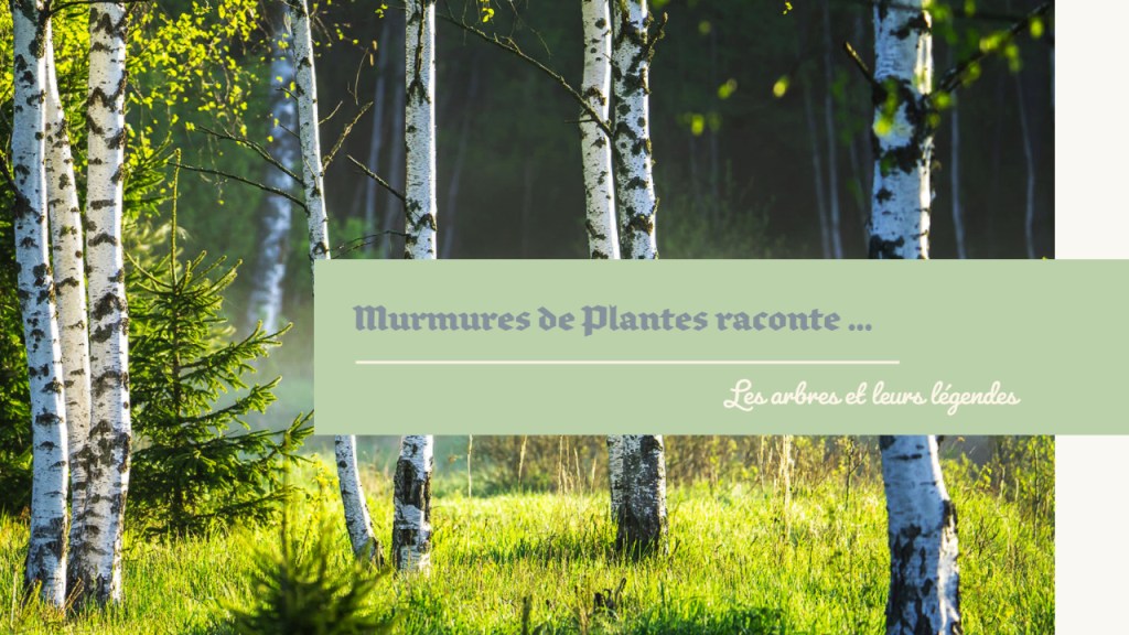 La légende du bouleau