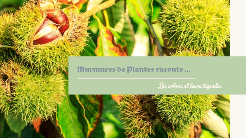 La légende du Chataîgnier