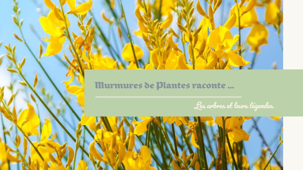 La légende du genêt