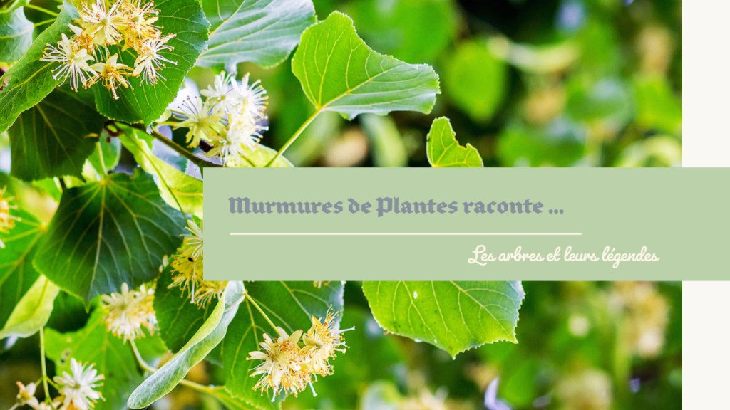 La légende du Tilleul